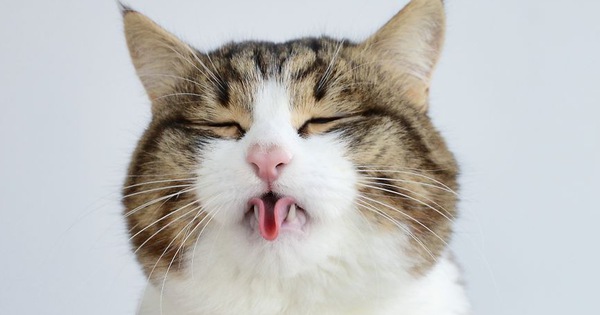 Gặp gỡ chú mèo nhí nhố lúc nào cũng thích lè lưỡi ra cái vẻ cute