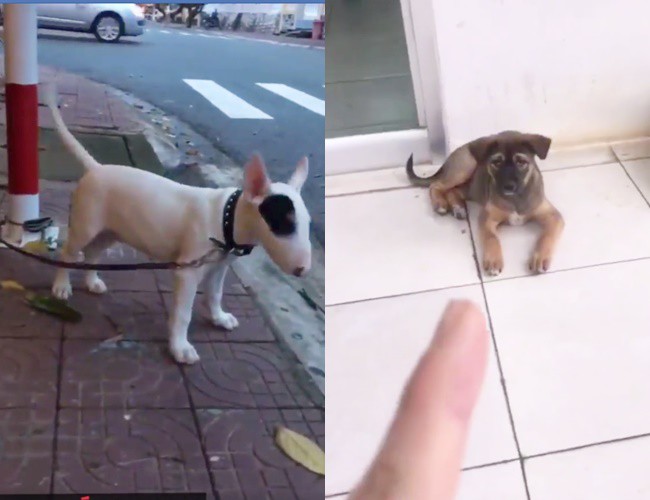 Thanh niên đi khắp phố chỉ mặt chó mèo và "tuyên truyền": Rọ mõm đâu sao không đeo vô, mấy đứa Sài Gòn bị bắt hết rồi đó!