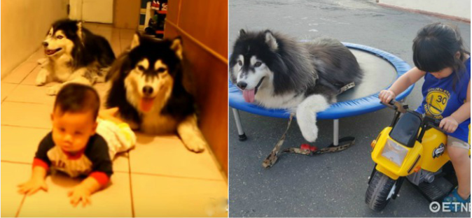 Bạn còn nhớ chú chó Husky bò theo cậu chủ nhỏ 4 năm trước? Nó đã qua đời, chủ nhân quyết định làm việc này