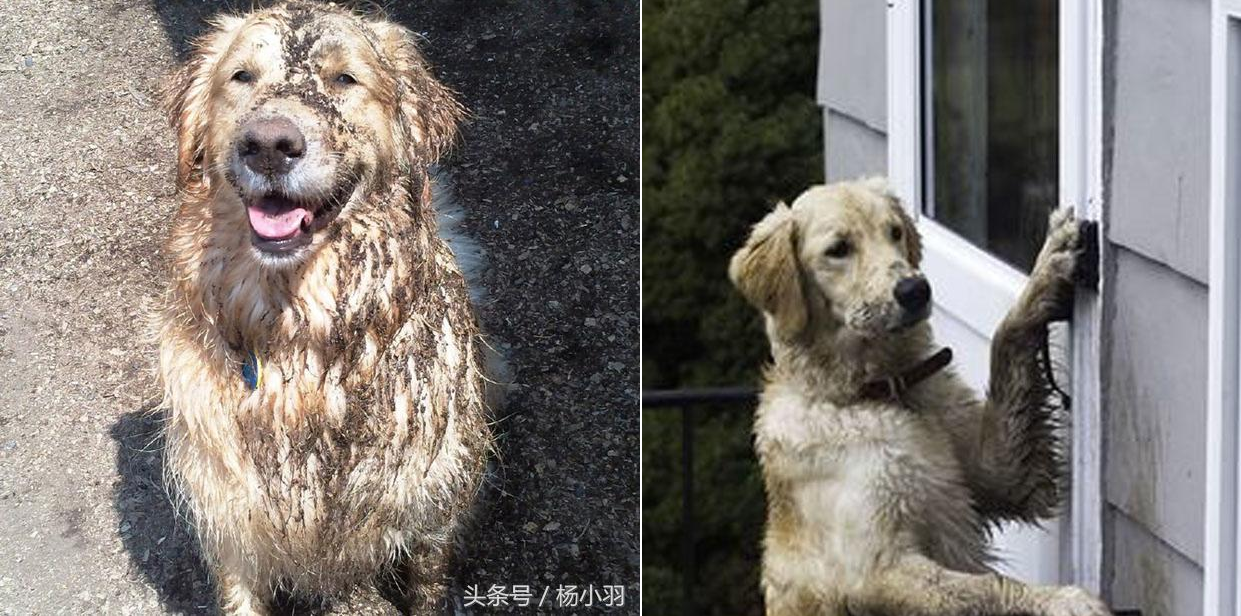 Chú chó đi chơi về người đầy bùn đất, chủ nhân trêu chọc ‘Không được vào nhà’! Kết quả nó thật thông minh…