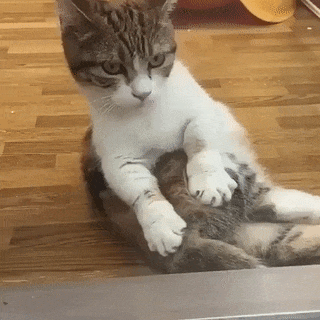 15 điều chứng tỏ lũ quái thai mèo nhiều lúc cũng tình cảm ra phết 15