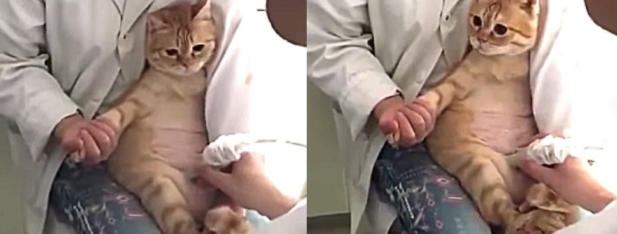 Mèo ngoan ngoãn để bác sĩ kiểm tra, khi nghe thông báo mình mang thai, biểu cảm của nó khiến dân mạng tan chảy