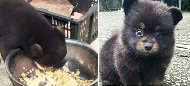 Thấy ‘chó nhỏ’ co ro cạnh bìa rừng anh quyết định mang nó về nuôi, nào ngờ càng lớn càng lạ, thì ra nó…