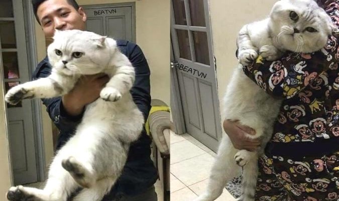Chú mèo khổng lồ dài 1m ở Hà Nội khiến cư dân mạng thích thú