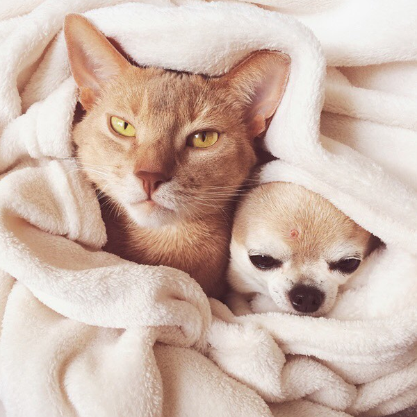 14 đôi bạn chó mèo  thân đến nỗi ai nhìn vào cũng phải thấy ghen tị