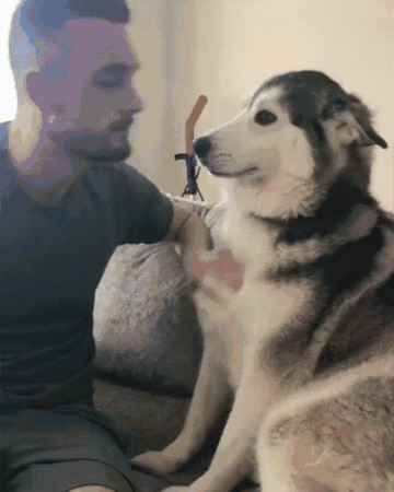 Nhiều người tưởng ôm chú chó khổng lồ sẽ rất vui, nhưng ‘sai bét’, bởi thực tế đầy… cay đắng 7