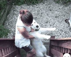 Nhiều người tưởng ôm chú chó khổng lồ sẽ rất vui, nhưng ‘sai bét’, bởi thực tế đầy… cay đắng 9