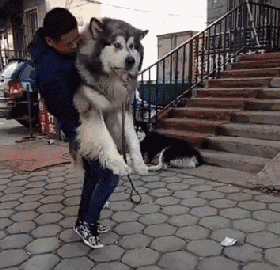 Nhiều người tưởng ôm chú chó khổng lồ sẽ rất vui, nhưng ‘sai bét’, bởi thực tế đầy… cay đắng 10