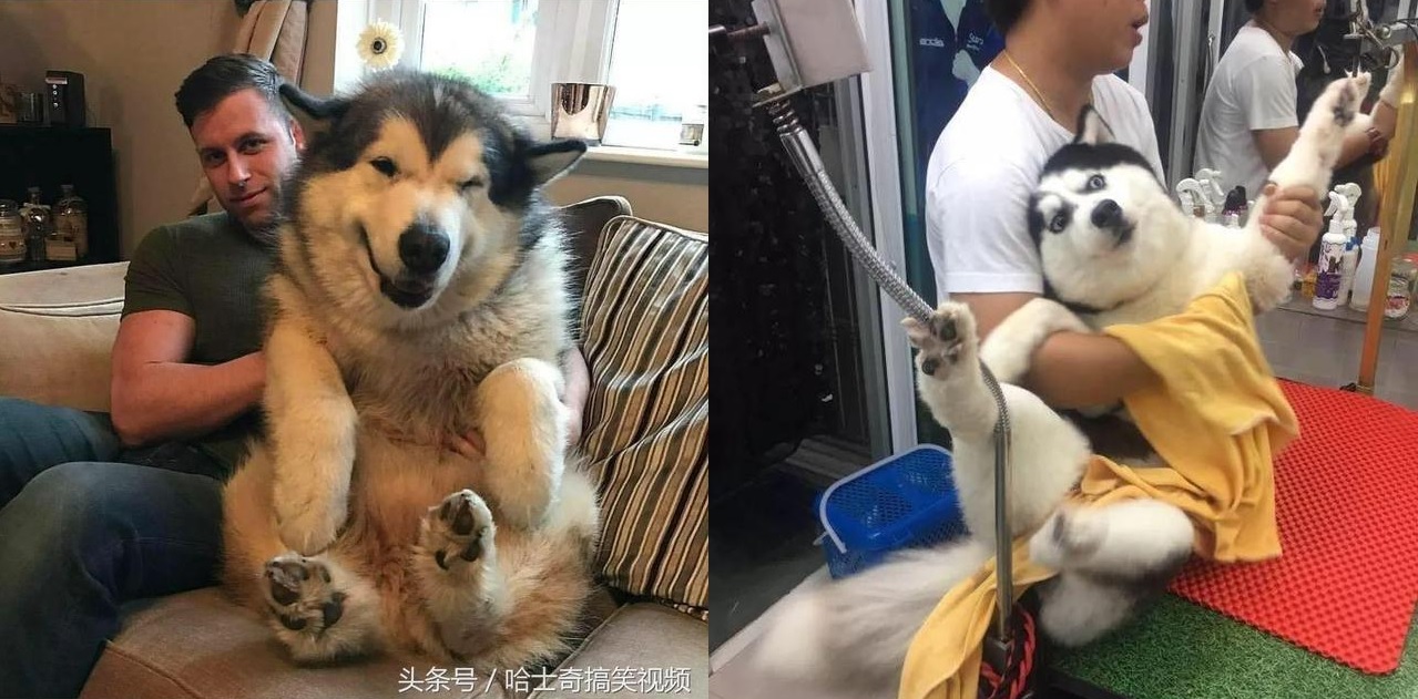 Nhiều người tưởng ôm chú chó khổng lồ sẽ rất vui, nhưng ‘sai bét’, bởi thực tế đầy… cay đắng