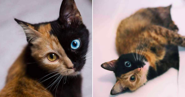 Gặp gỡ bé mèo mặt hai màu khiến cả Instagram điên đảo