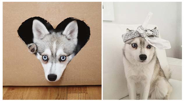 Cuối cùng cũng tìm ra cô Husky đầu tiên có “họ hàng” với Cáo