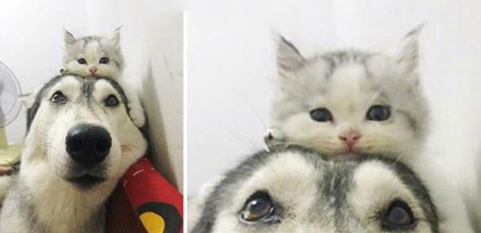 Mèo con từ nhỏ đã quen ngủ trên đầu chú chó, lớn lên vẫn không từ bỏ thói quen khiến dân mạng tan chảy