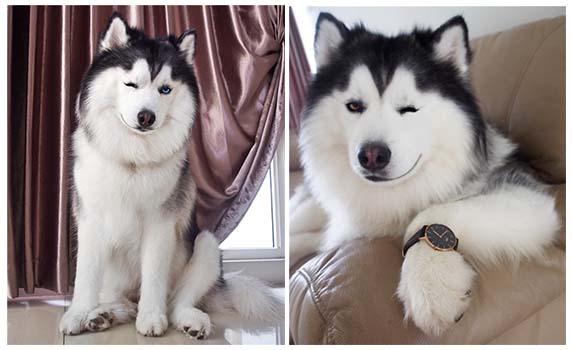 “Cân nhắc trước khi xem” ảnh có nội dung gây thương nhớ, một ngày làm gấu trúc của chú chó Husky!