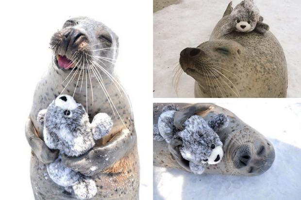 Ai bảo hải cẩu không biết chơi “thú cưng”? Phải gọi là “chơi hết ga”! Đáng iu lắm ý 