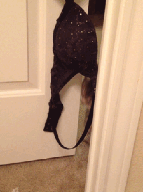 15 chú mèo nhìn tưởng lanh lợi nhưng lại ngớ ngẩn đến không ngờ 8