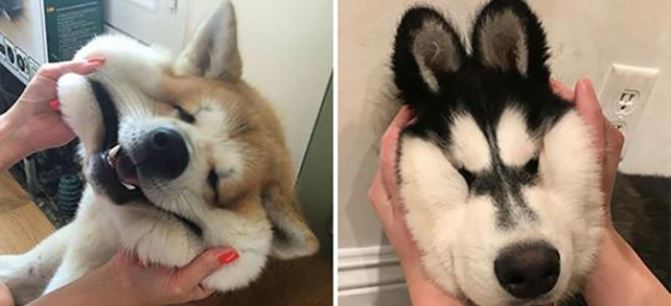20+ chú chó má phúng phính bị chủ nhân ‘lôi ra làm trò đùa’, Shiba siêu dễ thương, Husky thật ngốc nghếch