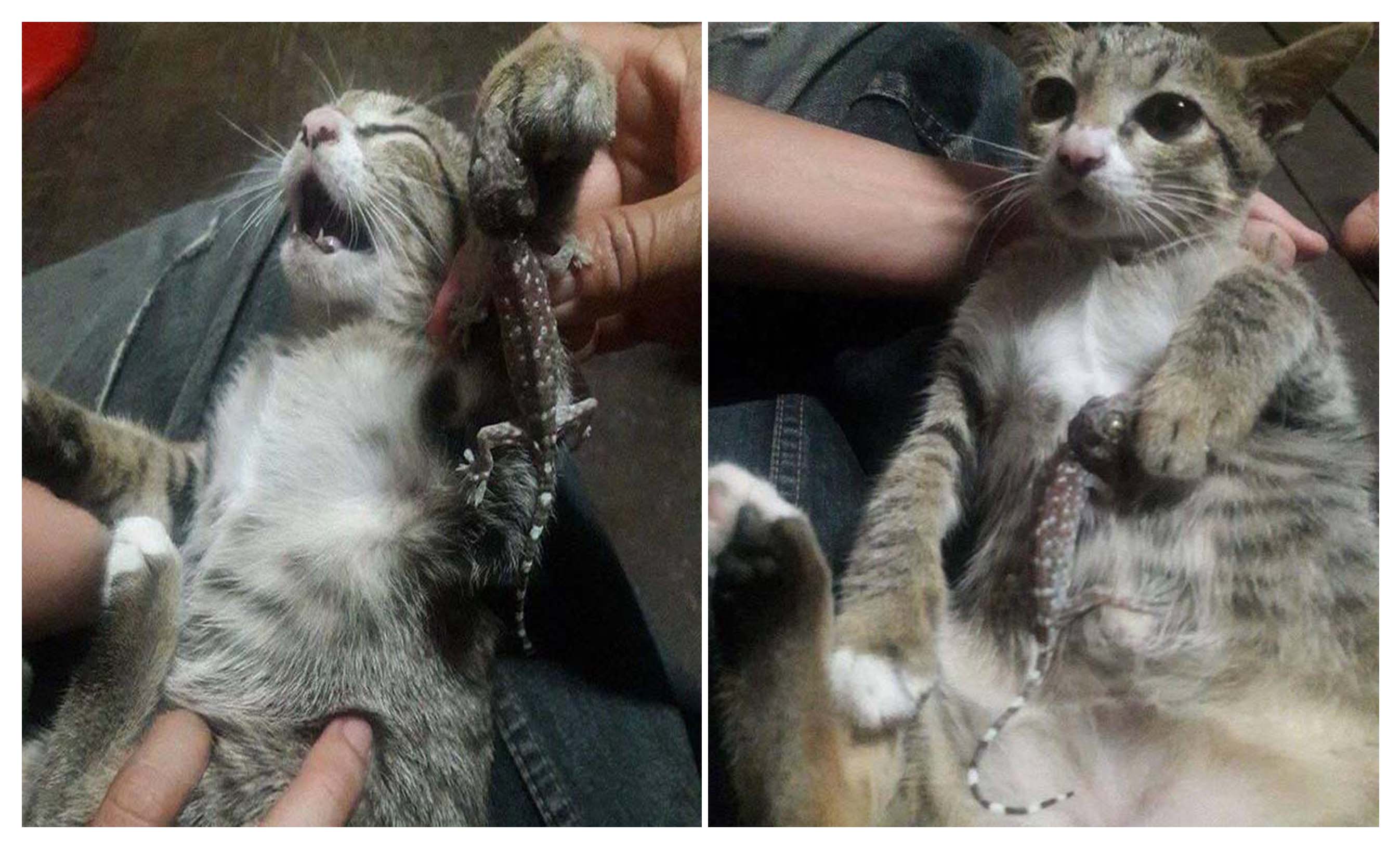 Cư dân mạng cười lăn với hình ảnh chú mèo con vờn tắc kè nào ngờ bị cắn đến phải cầu cứu Sen