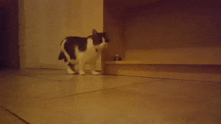 15 chú mèo nhìn tưởng lanh lợi nhưng lại ngớ ngẩn đến không ngờ 9