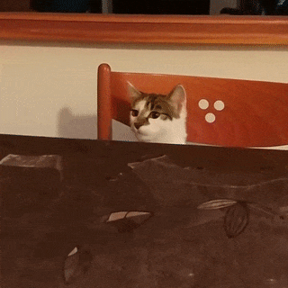 15 chú mèo nhìn tưởng lanh lợi nhưng lại ngớ ngẩn đến không ngờ 10