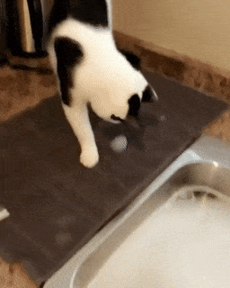 15 chú mèo nhìn tưởng lanh lợi nhưng lại ngớ ngẩn đến không ngờ 4