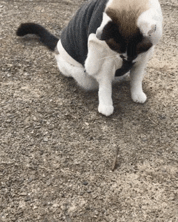 15 chú mèo nhìn tưởng lanh lợi nhưng lại ngớ ngẩn đến không ngờ 2