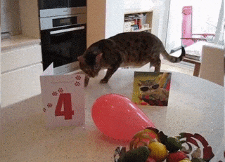 15 chú mèo nhìn tưởng lanh lợi nhưng lại ngớ ngẩn đến không ngờ