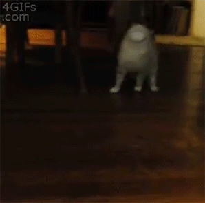 15 chú mèo nhìn tưởng lanh lợi nhưng lại ngớ ngẩn đến không ngờ 14