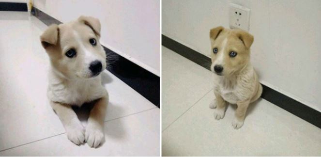 Anh bỏ 1,5 triệu để mua chú chó, không ngờ khi nó nghiêng đầu một cái, liền tiết lộ ‘tổ tiên’ của mình