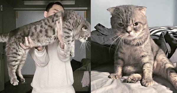 Chú mèo đã béo mặt mũi lại còn khó chịu hot nhất MXH hôm nay