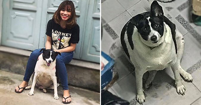 Chú chó ở Sài Gòn ‘mập ú’ như heo vì ham ăn và lười vận động khiến dân mạng phì cười