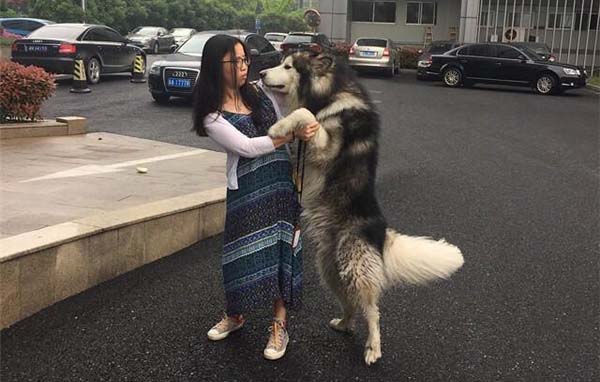 Cười đến sái hàm với chó Alaska béo ú “sàm sỡ” người đi đường