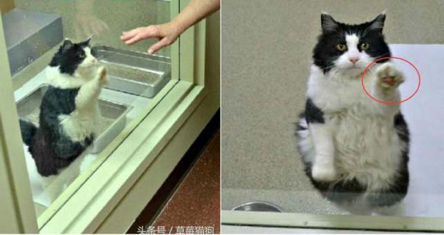 Cái kết có hậu cho cô mèo già 13 tuổi luôn làm động tác đáng yêu để tìm chủ