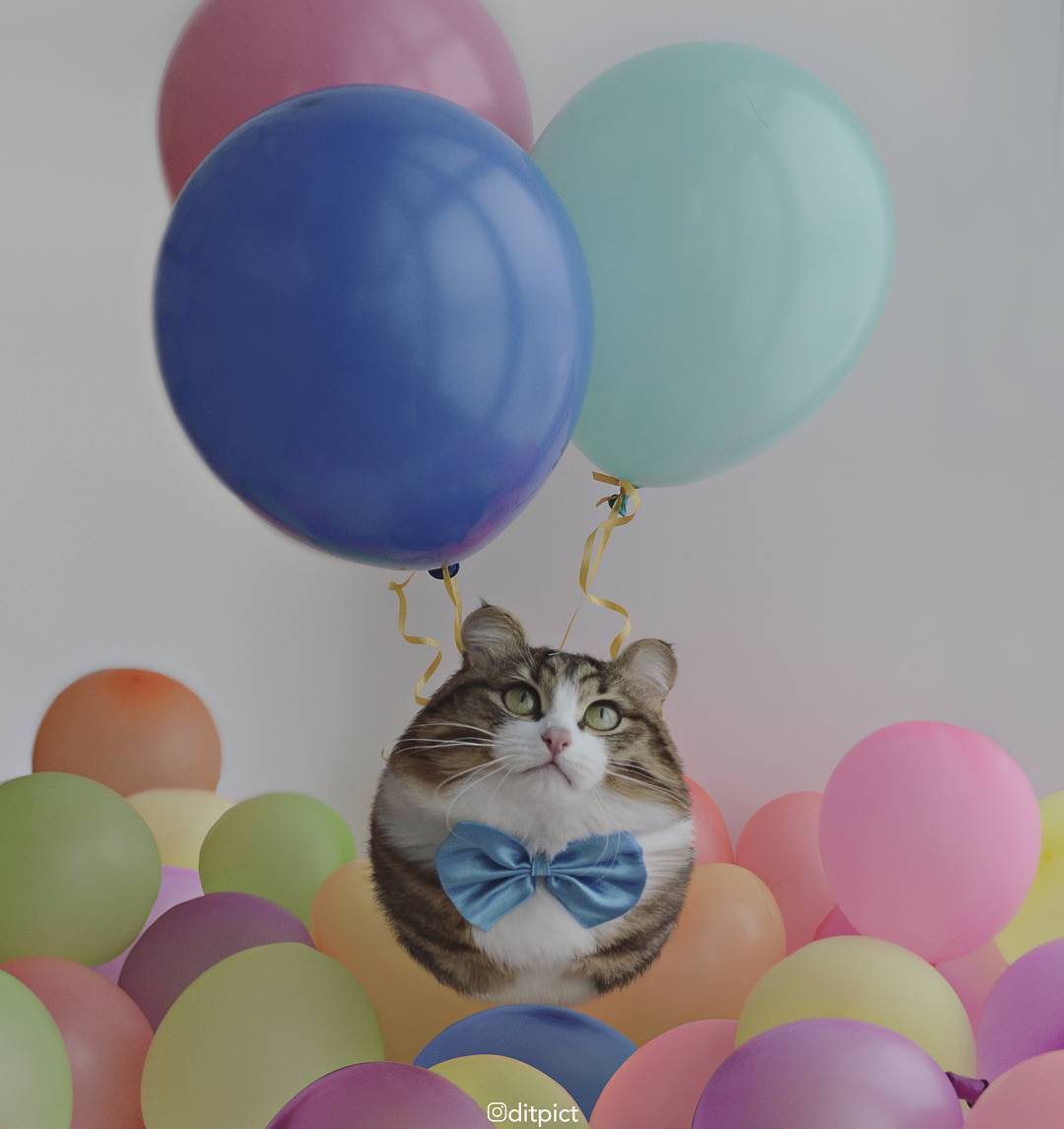 Bộ ảnh Photoshop các loài động vật trở nên tròn vo như bóng bay đáng yêu không tưởng