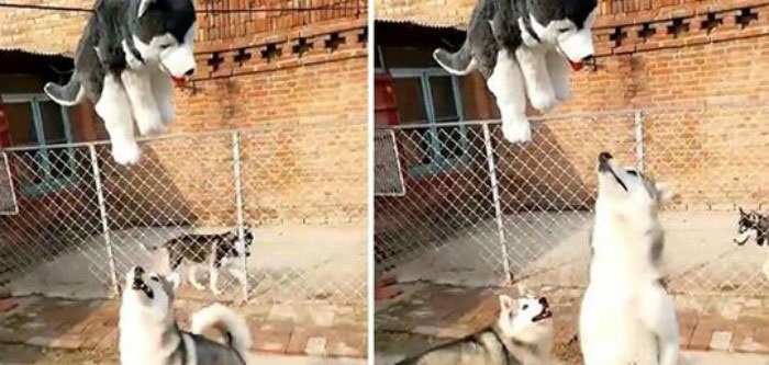 2 chú chó Husky ngố lập ‘đội giải cứu’ người bạn mắc kẹt trên dây, dân mạng xem xong cười nghiêng ngả