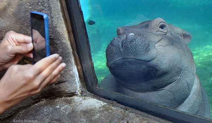 Qua rồi cái thời của chó, mèo, thỏ và hamster: Hà mã giờ mới là chuẩn mực của sự dễ thương!