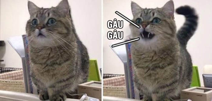 Anh chàng đang xem TV đột nhiên bị ngắt quãng vì ‘tiếng chó sủa’, quay lưng lại, anh ôm bụng cười