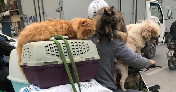 Chủ đi làm, cả đàn chó mèo đánh đu trên xe máy đi cùng cho vui