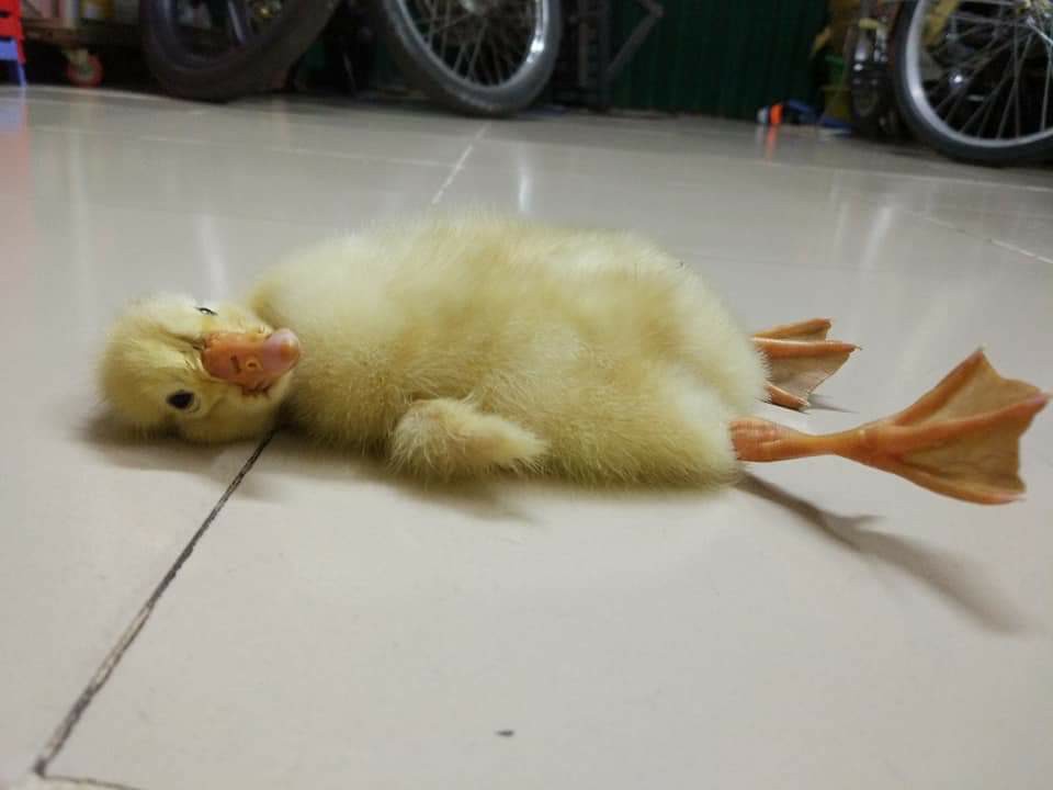 Mua trứng ngỗng lộn về quên không luộc, cô gái tự dưng có thêm con boss lầy lội