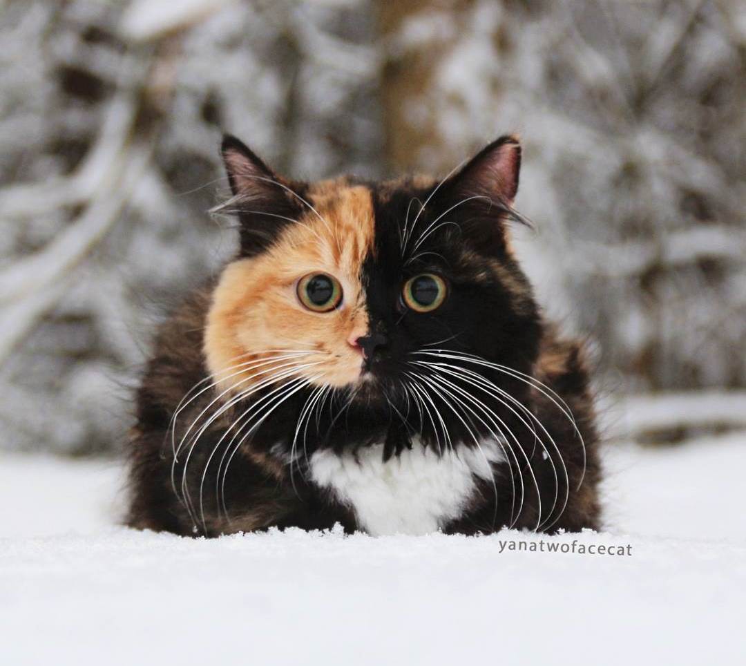 17 động vật sở hữu bộ lông độc đáo với những vết bớt kì lạ mê hoặc người nhìn