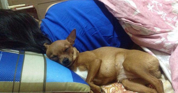 Lạnh lắm rồi, mấy con boss nhất quyết lên giường ăn ngủ cùng sen cho ấm