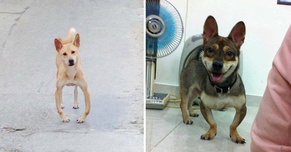 Series những con boss chân chữ O sủa to phải biết của cư dân mạng Việt Nam