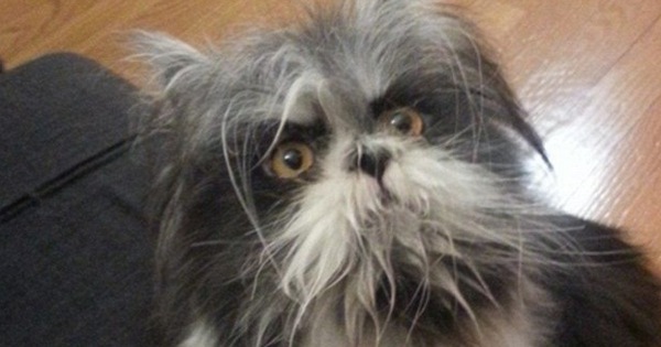 Sốc với loạt hình ảnh không biết là con mèo hay con chó làm cho dân mạng hoang mang