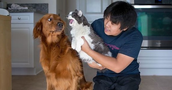 Chân dung 16 chú chó tội nghiệp bị lũ mèo gian ác bắt nạt