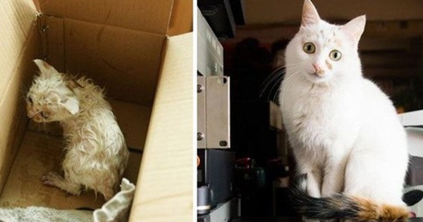 Sự thay đổi kỳ diệu của những thú cưng vô gia cư sau khi được nhận nuôi