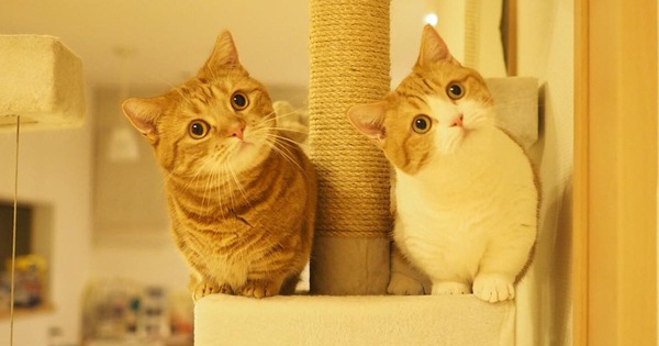 Cả thế giới ra mà xem cặp mèo chân ngắn một mẩu đốn tim cư dân mạng