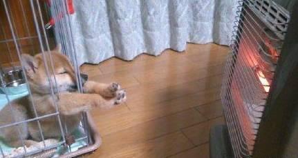 12 cách giữ ấm ‘quái chiêu’ của các chú chó khiến bạn dở khóc dở cười, #5 có một cảm giác gọi là ‘chị hiểu em rất lạnh!’