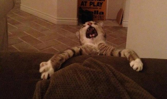 9 chú mèo kêu cứu nhưng chủ không cứu mà chụp ảnh vì trông quá buồn cười