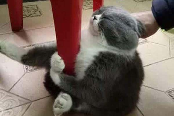 Cười nghiêng ngả với chú mèo nhất quyết ôm ghế vì không chịu đi tắm