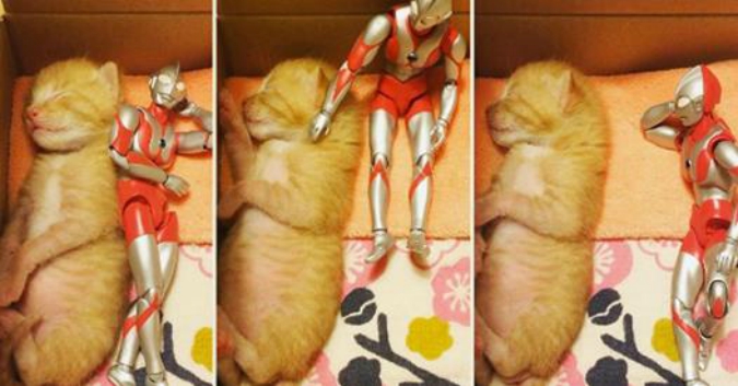 Chàng trai nhặt con mèo sơ sinh bị bỏ rơi về chăm sóc, điều xảy ra sau đó khiến trái tim bạn tan chảy