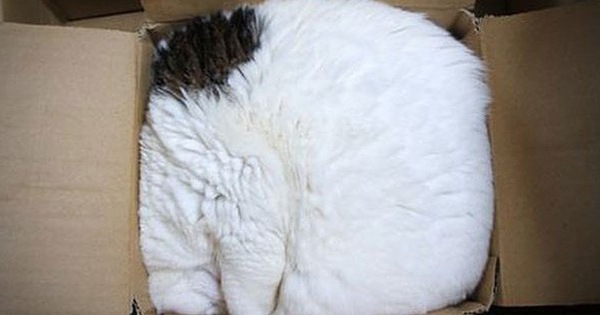 17 chú mèo vô duyên thích chỗ nào là tự tiện chui vào đấy